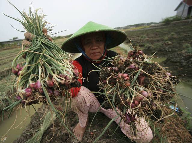 Pemerintah Janji Lindungi Kepentingan Petani Bawang Saat Panen